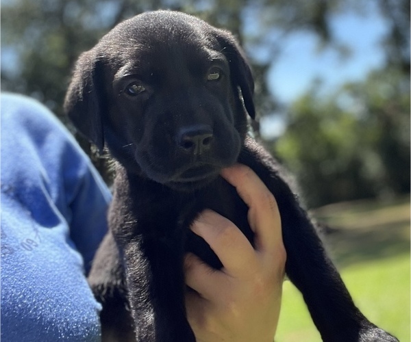 Medium Photo #1 Labrador Retriever Puppy For Sale in CLEVELAND, TX, USA