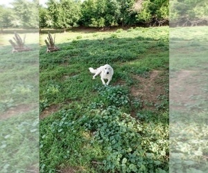 Mother of the Great Pyrenees puppies born on 12/04/2024
