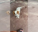 Small #6 Cavalier King Charles Spaniel