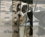 Small Photo #8 American Bully Puppy For Sale in EVERETT, WA, USA