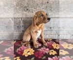 Small #3 Golden Retriever