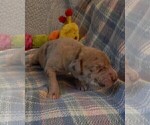 Small #14 Great Dane