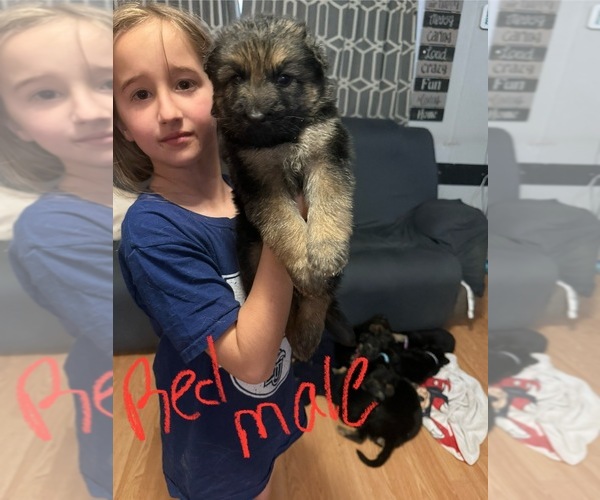 Medium Photo #1 German Shepherd Dog Puppy For Sale in RUSTBURG, VA, USA
