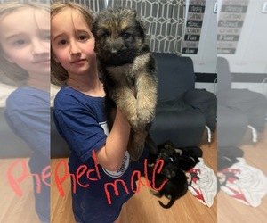 Medium German Shepherd Dog