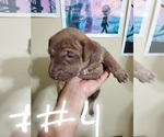 Small Photo #21 Phu Quoc (Vietnam Island) Ridgeback Puppy For Sale in HELOTES, TX, USA