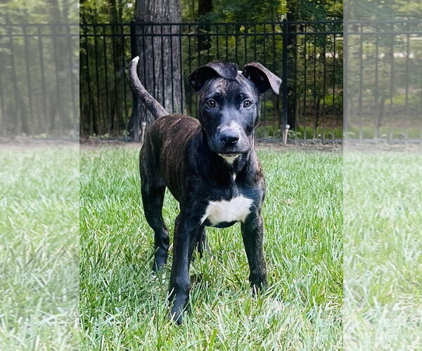 Medium Photo #2 American Pit Bull Terrier-Labrador Retriever Mix Puppy For Sale in Wesley Chapel, SC, USA