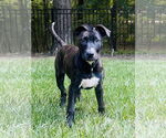 Small #1 American Pit Bull Terrier-Labrador Retriever Mix