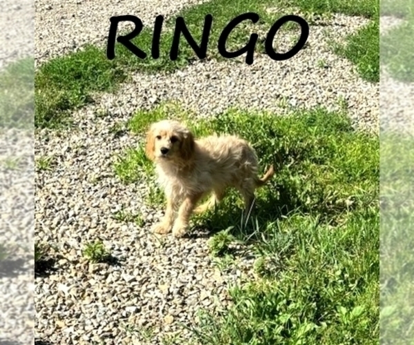 Medium Photo #2 Cavapoo Puppy For Sale in HARTLAND, MN, USA