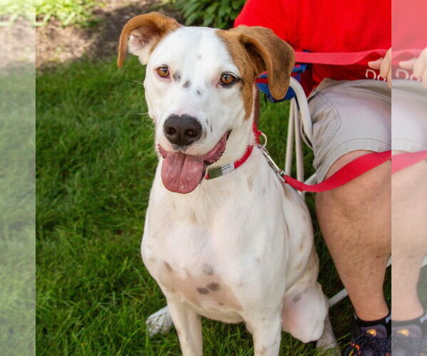 Medium Photo #26 Mutt Puppy For Sale in Canton, CT, USA