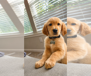 Golden Retriever Puppy for sale in WALTON, KY, USA