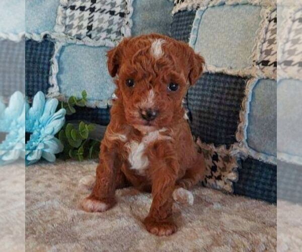 Medium Photo #1 Poodle (Toy) Puppy For Sale in ARTHUR, IL, USA