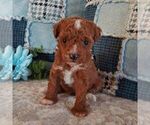 Ruby - Female Poodle (Toy) Puppy for Sale - Small photo