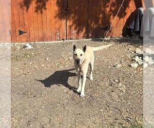 German Shepherd Dog-Unknown Mix Dogs for adoption in San Antonio, TX, USA