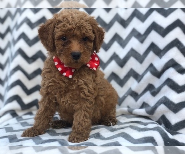 View Ad: Double Doodle Puppy for Sale near In Singapore