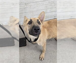 Mutt Dogs for adoption in San Bernardino, CA, USA