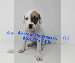 Small #2 American Pit Bull Terrier Mix