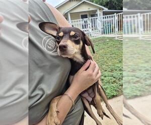 Chihuahua-Unknown Mix Dogs for adoption in San Antonio, TX, USA