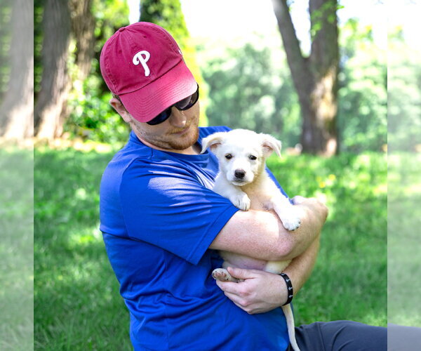 Medium Photo #4 Great Pyrenees-Unknown Mix Puppy For Sale in Unionville, PA, USA