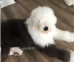 Old English Sheepdog Dog for Adoption in WAKE FOREST, North Carolina USA