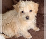 Small #3 Poodle (Toy)-West Highland White Terrier Mix