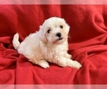 Small Photo #4 Maltese Puppy For Sale in HAYWARD, CA, USA