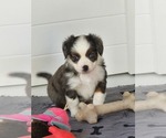 Small Photo #6 Miniature Australian Shepherd Puppy For Sale in STAFFORD, VA, USA