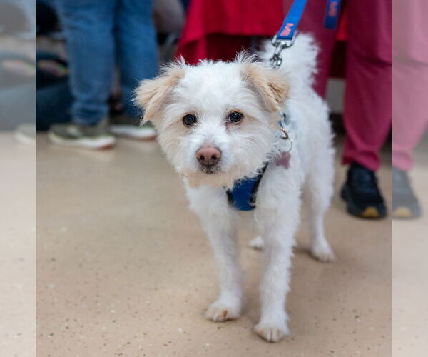 Medium Photo #4 Mutt Puppy For Sale in Mundelein, IL, USA