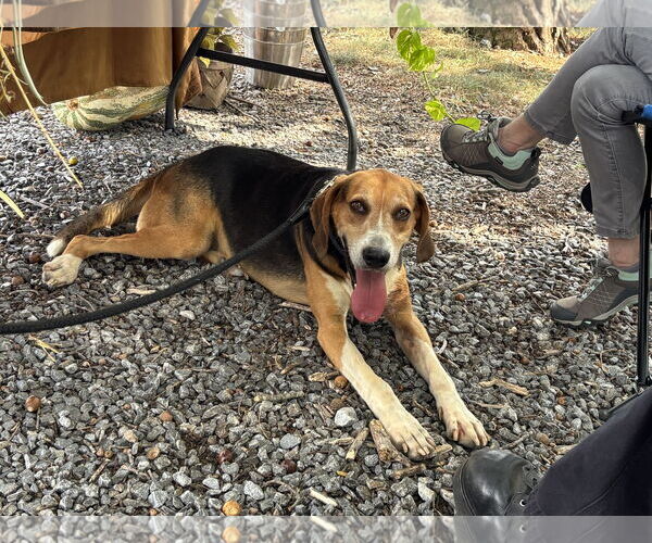 Medium Photo #7 Mutt Puppy For Sale in Rustburg, VA, USA