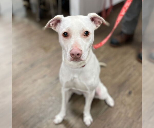 Medium Photo #4 Mutt Puppy For Sale in Canton, CT, USA