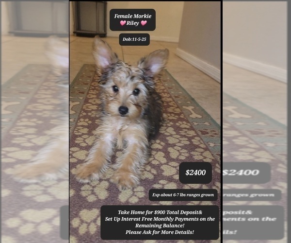 Medium Photo #2 Morkie Puppy For Sale in TUCSON, AZ, USA