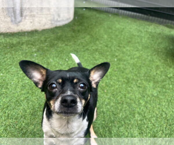 Medium Photo #5 Rat-Cha Puppy For Sale in San Francisco, CA, USA