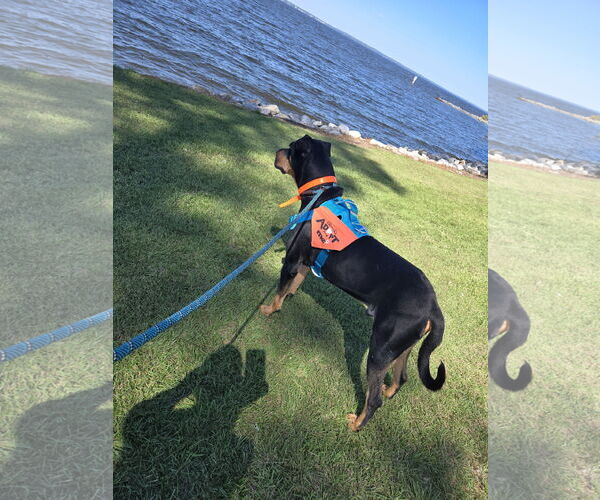 Medium Photo #1 Rottweiler-Unknown Mix Puppy For Sale in Jackson, MS, USA