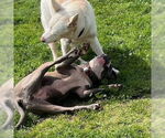 Small #2 American Staffordshire Terrier