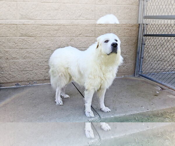 Medium Photo #4 Great Pyrenees Puppy For Sale in Spring, TX, USA