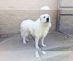 Small #3 Great Pyrenees