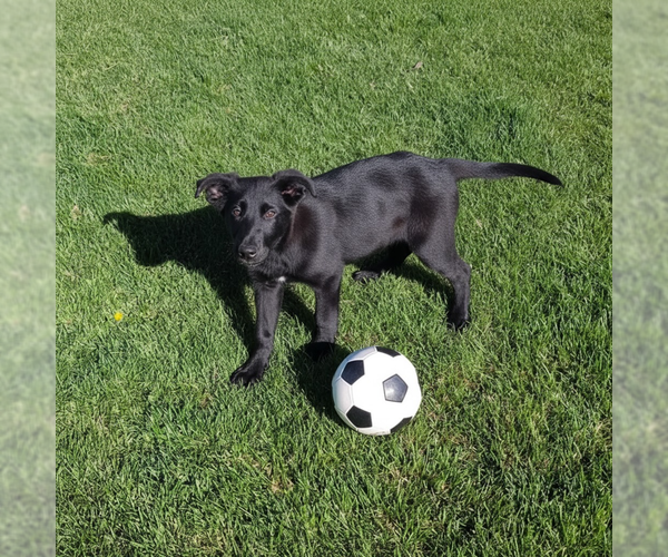 Medium Photo #4 German Shepherd Dog-Unknown Mix Puppy For Sale in MIDWAY, UT, USA