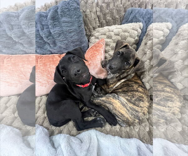 Medium Photo #3 Mutt Puppy For Sale in Sandy, UT, USA