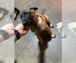 Small Photo #19 Belgian Malinois Puppy For Sale in IMPERIAL BEACH, CA, USA