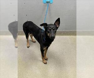 German Shepherd Dog-Unknown Mix Dogs for adoption in Las Vegas, NV, USA