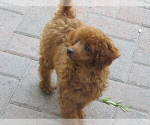 Mother of the Poodle (Toy) puppies born on 02/18/2025