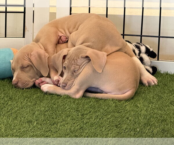 Medium Photo #3 Mutt Puppy For Sale in Sanford, FL, USA