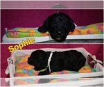 Small Photo #10 Poodle (Standard) Puppy For Sale in BYHALIA, MS, USA