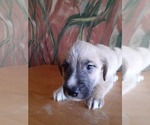 Puppy 6 German Shepherd Dog-Old English Sheepdog Mix