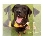 Ada - Female Rottweiler Dog for Adoption - Small photo