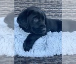 Small Photo #5 Labrador Retriever Puppy For Sale in AUBURN, WA, USA