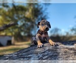 Small #5 Catahoula Leopard Dog