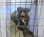 Small #3 Labrador Retriever Mix