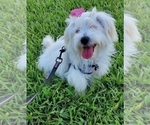 Small Photo #1 Maltese Puppy For Sale in WEST PALM BEACH, FL, USA