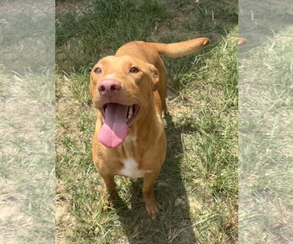 Medium Photo #3 American Pit Bull Terrier-Labrador Retriever Mix Puppy For Sale in Wetumpka, AL, USA
