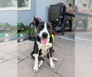 Labrador Retriever-Rat Terrier Mix Dogs for adoption in Bullard, TX, USA